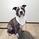 Collar Pet Bandana (LG & XL)