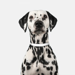 [P09-L] Pet Collar Large